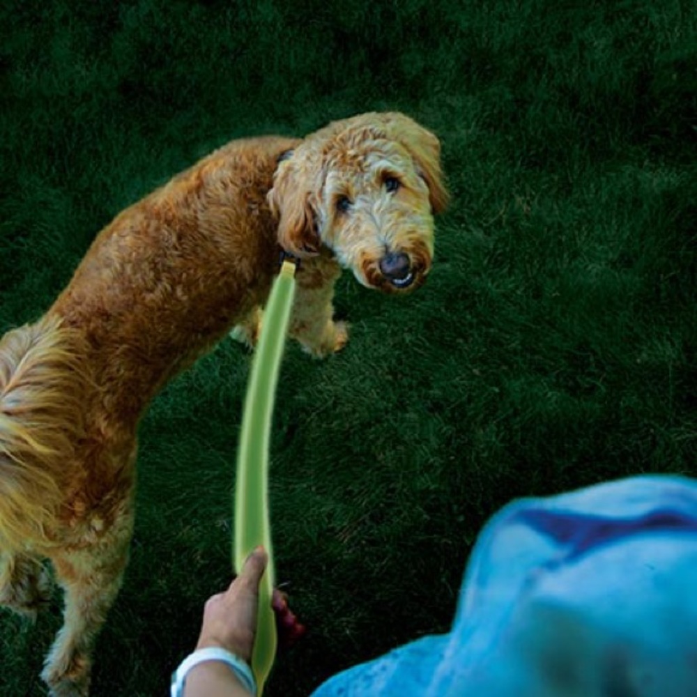 LED LIGHT UP LEASH 💡 🐕 - Picture 5 of 5
